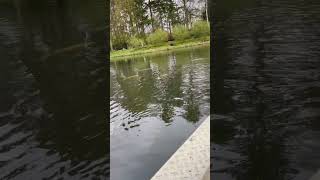 Swimming yellow fishs in canal🐠trendingshortsfish swimmingenjoyingmoment viralvideosefteling [upl. by Rehotsirk875]