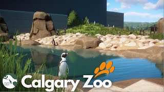 Penguin Plunges Humboldt Penguins  Calgary Zoo in Planet Zoo Ep5 [upl. by Frum]