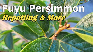 How to Correctly Transplant Big Persimmon Tree  Fuyu Persimmon Repotting  Transplant Shock 盆栽柿子树 [upl. by Acisey]