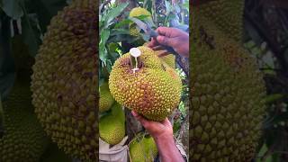 jackfruit shortvideo fruit 🌴🌴🌴 [upl. by Hiamerej]