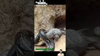 Trăn vào tận ổ kỳ đà để ăn trứng  Python hunting monitor lizard [upl. by Ennaecarg]