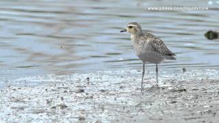 Asian GoldenPlover Pluvialis fulva [upl. by Ariayek428]