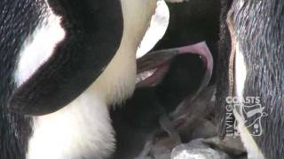 Penguin chick hatching at Living Coasts [upl. by Essilem]