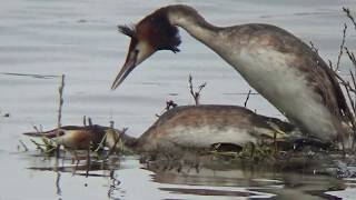 futen balts paring Haubentaucher balzverhalten Paarung great grested grebe mating ritual [upl. by Aikrehs509]