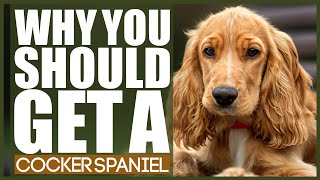 WHY YOU SHOULD GET A COCKER SPANIEL [upl. by Lennaj]