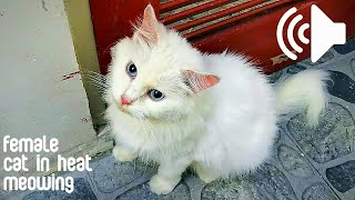 FEMALE CAT IN HEAT MEOWING TO MALE  PRANK YOUR PETS [upl. by Fenton879]