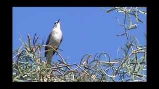 Northern Mockingbird Singing [upl. by Duomham199]