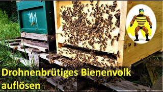 Drohnenbrütiges Bienenvolk auflösen [upl. by Rowell]