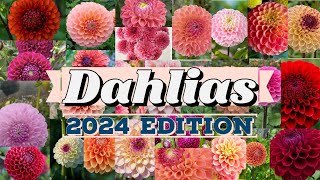 Dahlias 2024 Edition  2024 Dahlia Extravaganza  A Palette of Blooms Unveiled [upl. by Nafri124]