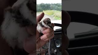 Baby Killdeer Sounds [upl. by Nirek162]