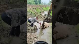 The rescue process of a cow stuck in a mud pit [upl. by Rona]