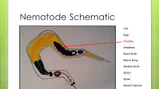 Nematode Anatomy [upl. by Eserrehs]