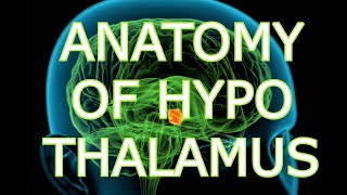 ANATOMY OF THE HYPOTHALAMUS [upl. by Mosley467]