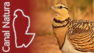 Ganga ibérica Pterocles alchata Pintailed Sandgrouse 4K [upl. by Eiboh527]