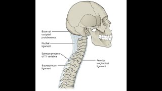 Anatomy of the Anterior longitudinal ligament of the vertebral column [upl. by Martyn]