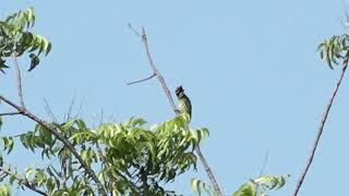 Burung apa tu Namanya [upl. by Ahel]