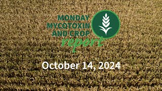 Monday Mycotoxin and Crop Report for October 14 2024 [upl. by Katlin]