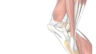 Tendons vs Ligaments  Whats the Difference [upl. by Lois]