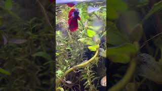 freshwateraquarium fishtank betafish pets plantedtanksetup music [upl. by Ezitram]