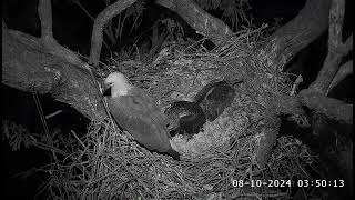 A possum visits a nest tree Lady protects her chicks  SeaEagleCAM4 Live Stream  08102024 [upl. by Ruthanne]