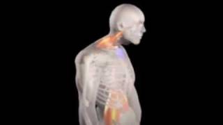 Dr Posture® Intro to the ManubriumLift® [upl. by Eimmas188]