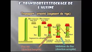 Les PhytohormonesCroissance et développement des plantes Cours S5 bien expliqué 34 [upl. by Retrop]