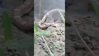 Indian spectacled cobra 🐍 Highly neurotoxic venom rescue and release shortvideo 🐍 youtubeshorts [upl. by Raddy275]