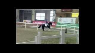 EH Hibiskus in Stadl Paura Stallion show Austria 2015 [upl. by Ocihc]