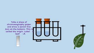 AQA A LEVEL BIOLOGY  REQUIRED PRACTICAL 7 CHROMATOGRAPHY [upl. by Notned]