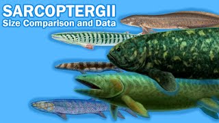 SARCOPTERYGII FISH  Size Comparison and Data The so call quotLobefinned fishquot [upl. by Adnolahs]