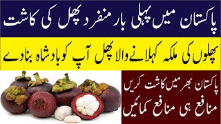 How to Grow Mangosteen  Mangosteen Germination from Seeds  Harvest Mangosteen fruit [upl. by Lebiralc]