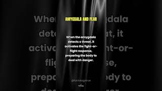 The Amygdala Your Brains Fear Center Explained [upl. by Nagram]