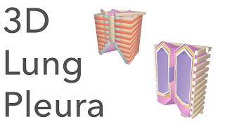 3D Tour of the Lung Pleura [upl. by Trebleda]