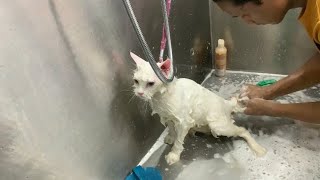 Cat bathing 🧼 ll  white cat bath  The cat world [upl. by Marion]