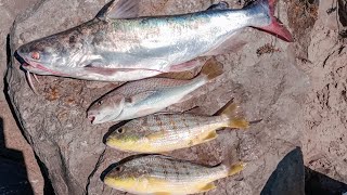 PESCANDO CON CARNADA BANDERILLA DE 3 KG [upl. by Nnylrac360]