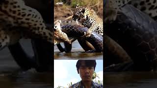 Tiger eat python animals shortsvideo viralvideo [upl. by Adekan]