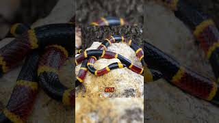 The 8 Most Vibrant Snakes of the USA  Eastern Coral Snake  Part 02 [upl. by Vacla554]