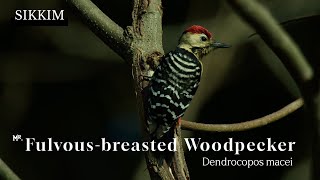 How Woodpeckers Find and Feed on Larvae – Fascinating Feeding Behavior fulvousbreastedwoodpecker [upl. by Iel]