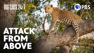 Aerial Ambush Leopard Attacks an Impala From a Tree  Big Cats 247  PBS [upl. by Claude]