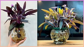 Your home space will become so warm with these aquatic plants [upl. by Yendahc]