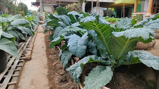 cara menanam kale nero dari benih sampai panen  How to plant kale Nero from seed to harvest [upl. by Merrow97]