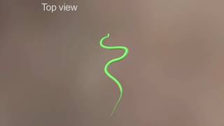 Development of a 3D model of the flying snake Chrysopelea paradisi from motioncapture data [upl. by Lorenz]