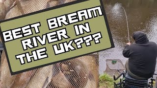 Catching River Bream  Feeder Fishing Tactics  MEGA Fishing [upl. by Artsa702]