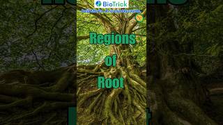 What are the different regions of Root… Morphology  Flowering Plants  Class 11 Biology neet [upl. by Quillon]