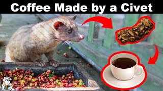 How the most expensive coffee is made [upl. by Aleel]