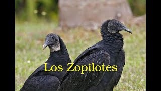 Los Zopilotes 2002 [upl. by Chinua]