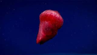 Enypniastes eximia  the swimming sea cucumber [upl. by Mundford]