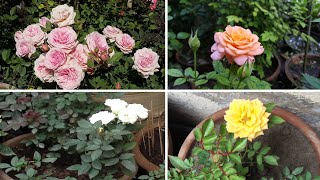 6 best Holland miniature rose varieties [upl. by Ajnot]