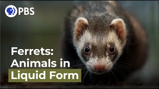 Ferrets Animals in Liquid Form [upl. by Joashus]