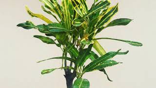 How to Grow and Care for Croton Plants  Banana Croton Codiaeum variegatum [upl. by Atsejam]